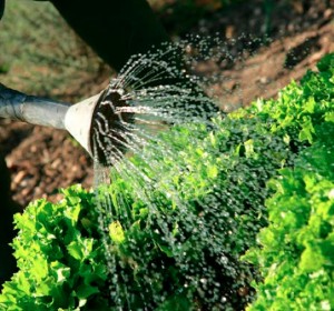 Une exploitation de maraîchage bio à Tournus