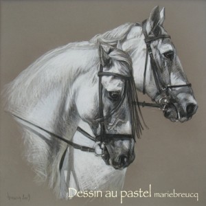 « Monochromes sur le cheval » au Haras national de Cluny