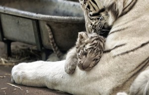 Touroparc : plus que quelques jours pour donner un nom aux bébés tigres blancs