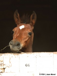Haras national de Cluny