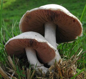 Champignons