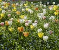 Des tulipes en faveur de la lutte contre le cancer
