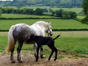 1ère finale Régionale Percheron ! (Agriculture)