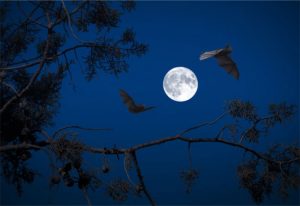 Soirée de la chauve-souris à Gourdon