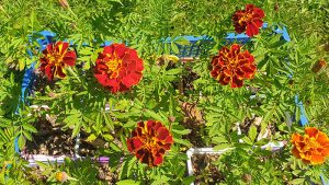 Saint-Martin-la-Patrouille : Le Jardin des 7 Sens
