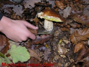 Association Mycologique ” Les Fureteurs ” (Montceau les Mines)