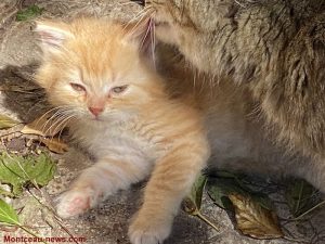 Un animal de compagnie n’est pas un cadeau comme les autres