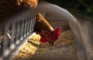 Gourdon : bientôt un nouveau poulailler de 25 000 poules pondeuses