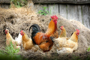 Quatrième cas d’influenza aviaire détecté en faune sauvage