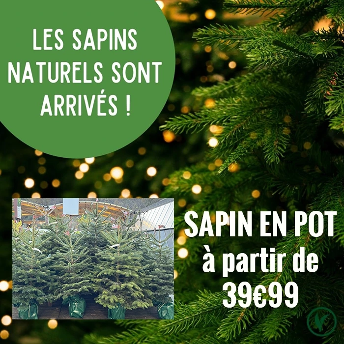 11_sapin-naturels