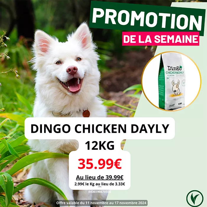 villa-chien-111124