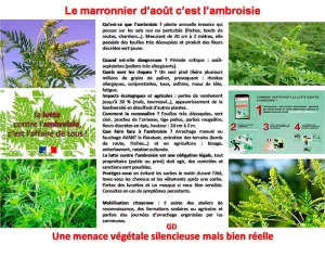 Le marronnier d’août, c’est l’ambroisie.