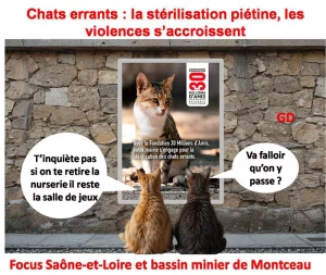 Chats errants : la stérilisation piétine, les violences s’accroissent