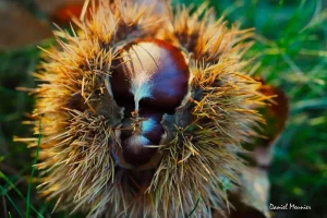 Parenthèse poétique