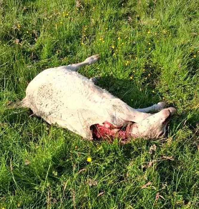 attaque-loup-2205261