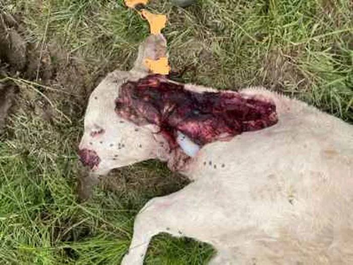 attaque-loup-2205264