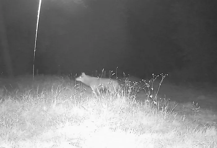 loup-080526