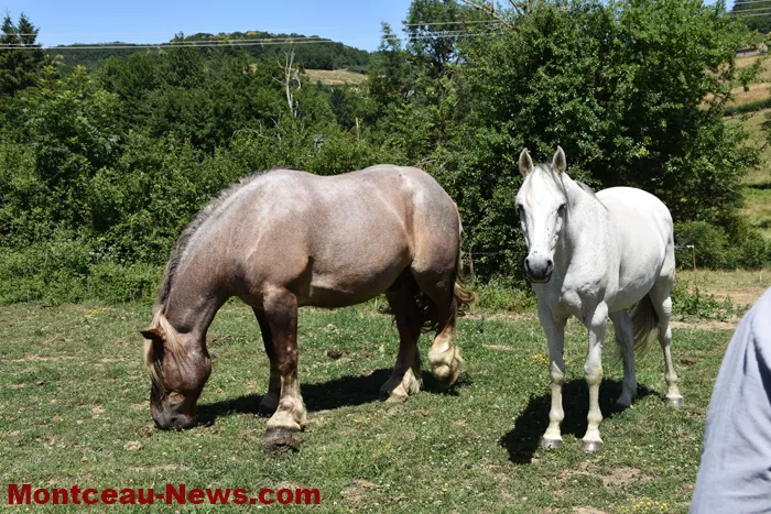 st-romain-chevaux-1505261