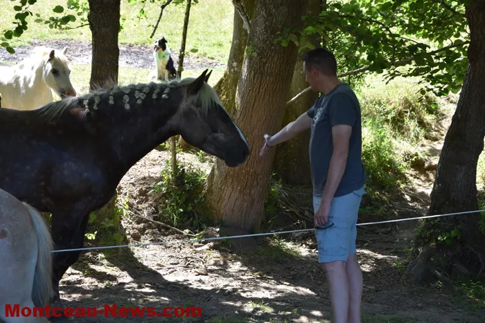 st-romain-chevaux-1505265