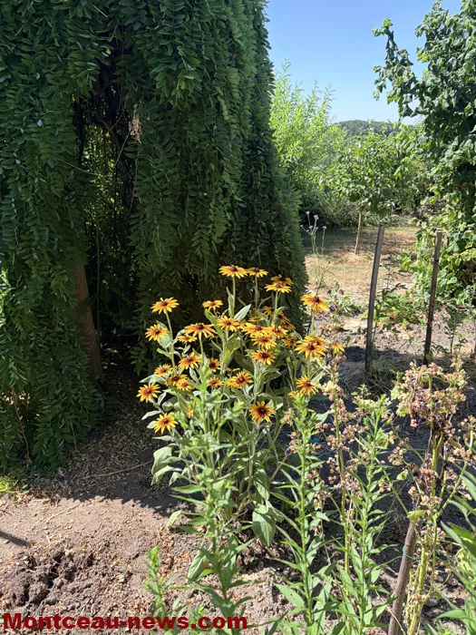 maison fleuris-090726111