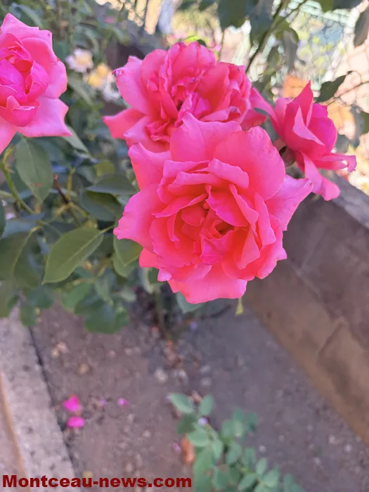 maison fleuris-09072625