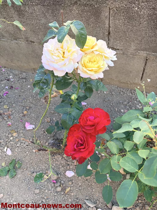 maison fleuris-09072626