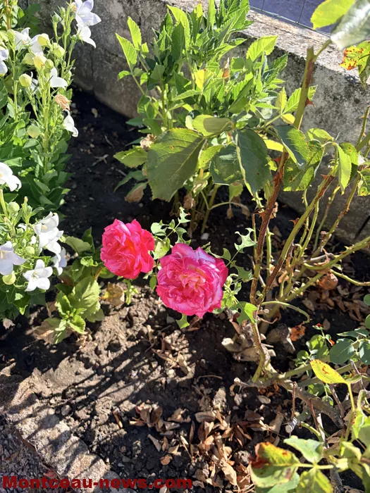 maison fleuris-09072633