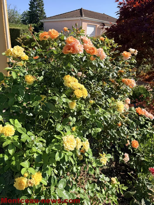 maison fleuris-09072640