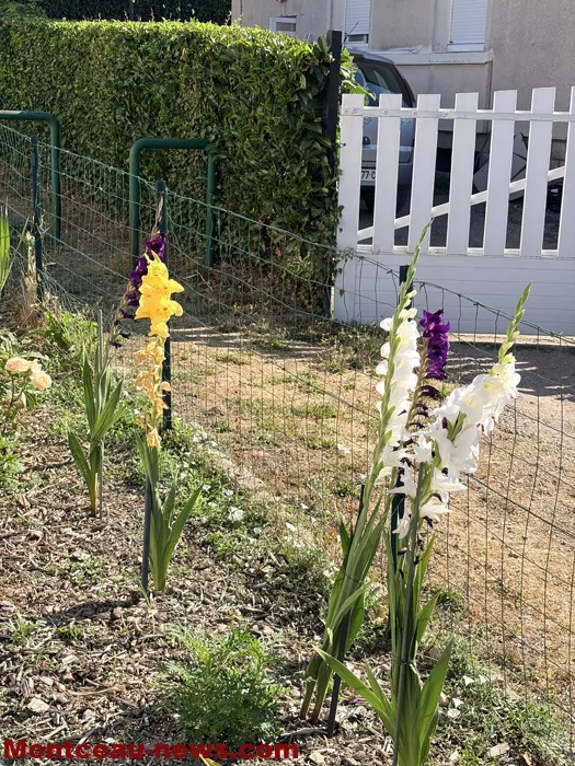 maison fleuris-09072653