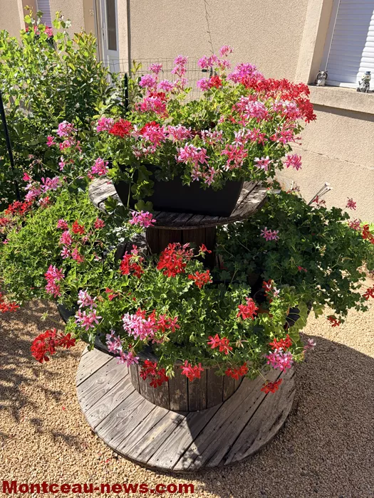 maison fleuris-09072665