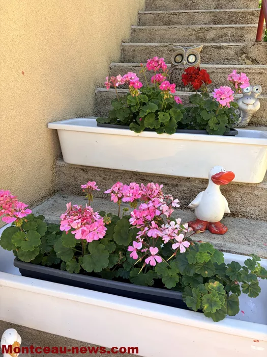 maison fleuris-09072667