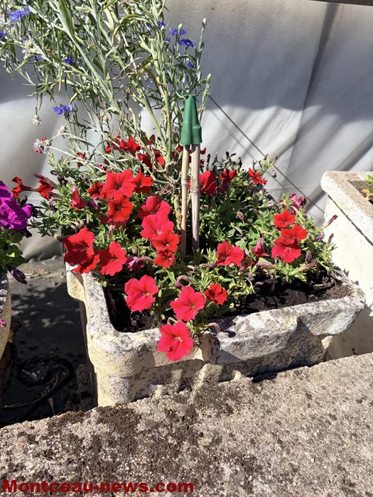 maison fleuris-09072675