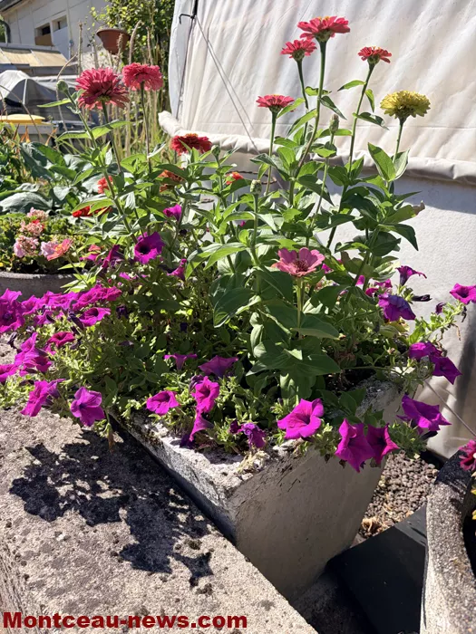 maison fleuris-09072677
