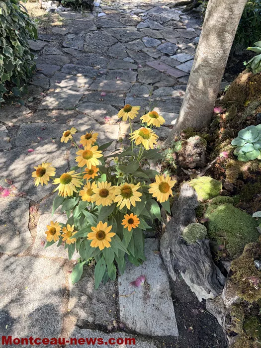 maison fleuris-09072689