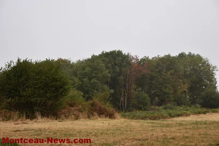 bois-forets-21082615