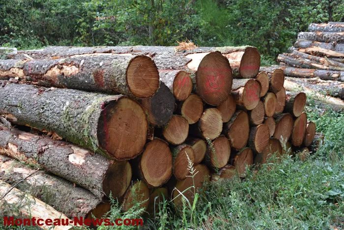 bois-forets-2108262