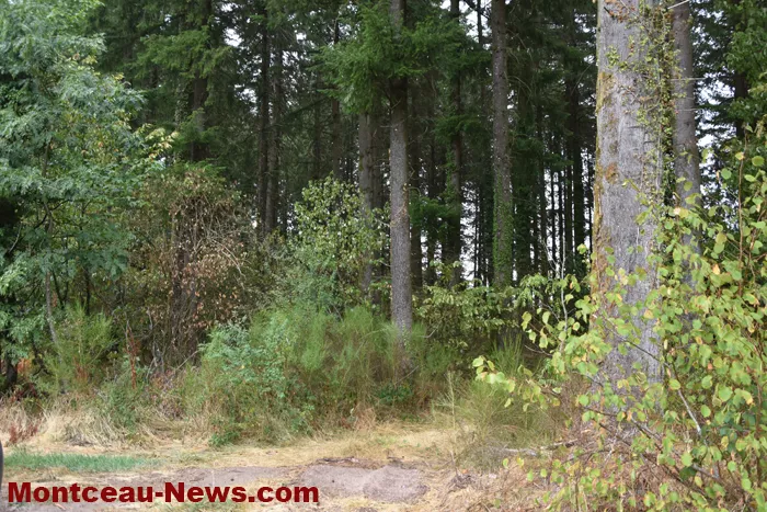 bois-forets-2108265